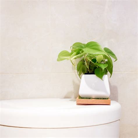 廁所放植物風水